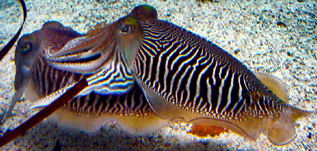 Cuttlefish Spiritual Meaning