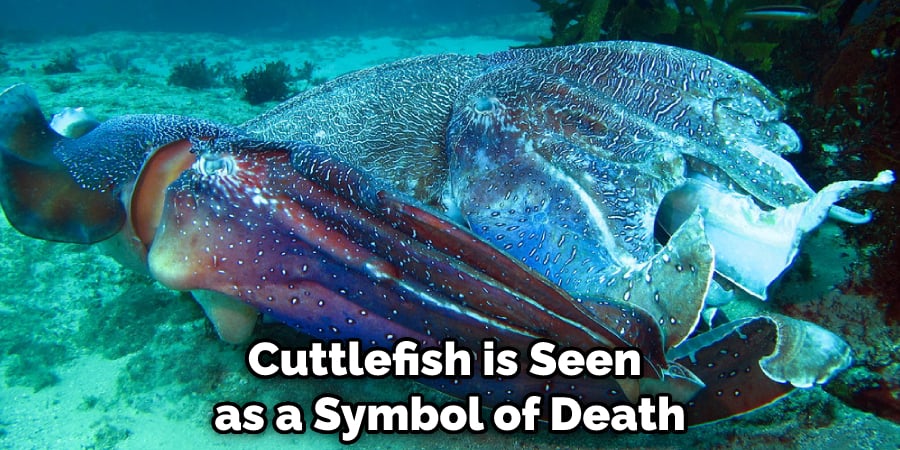 Cuttlefish is Seen as a Symbol of Death