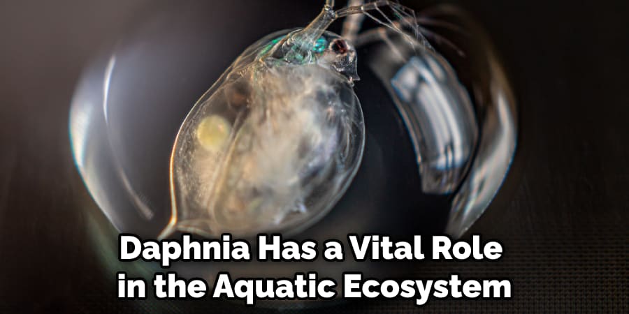 Daphnia Has a Vital Role in the Aquatic Ecosystem