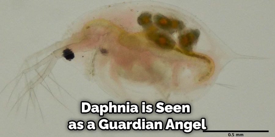 Daphnia is Seen as a Guardian Angel