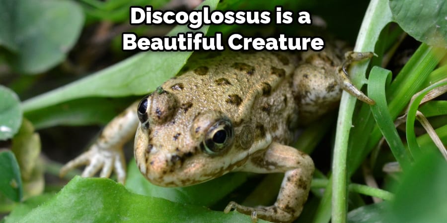 Discoglossus is a Beautiful Creature