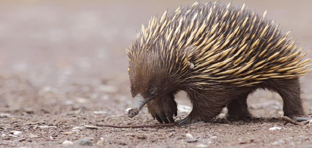 Echidna Spiritual Meaning