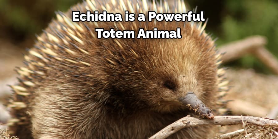 Echidna is a Powerful Totem Animal