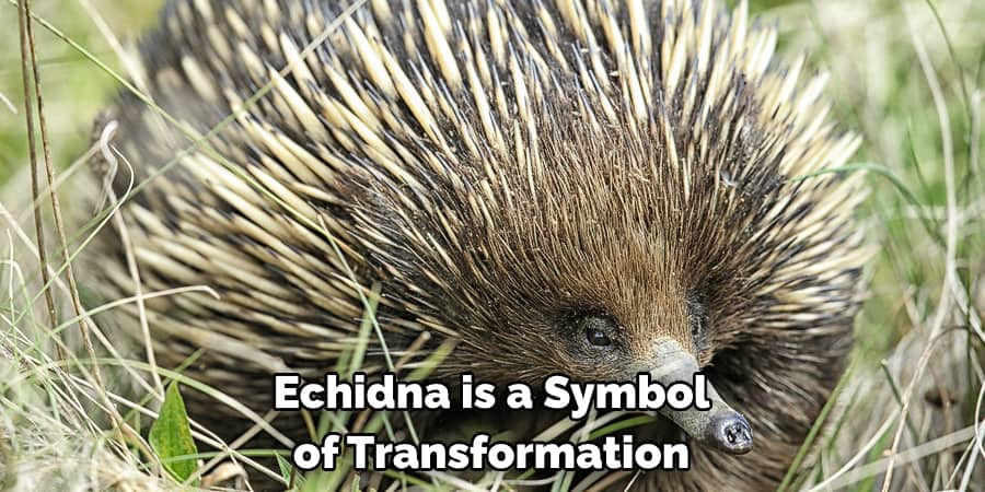 Echidna is a Symbol of Transformation