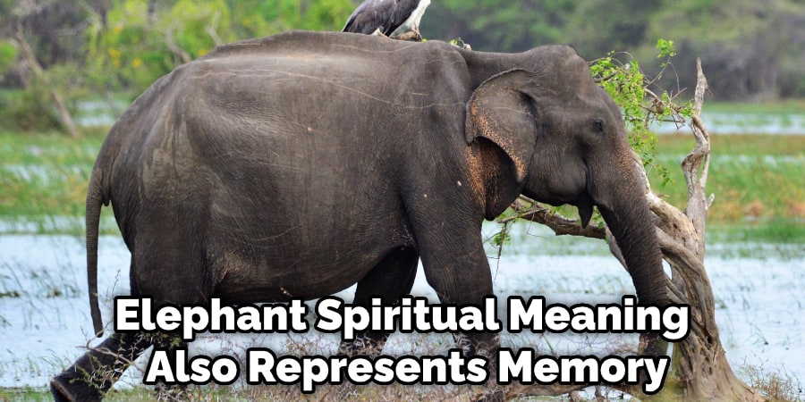 Elephant Spiritual Meaning Also Represents Memory