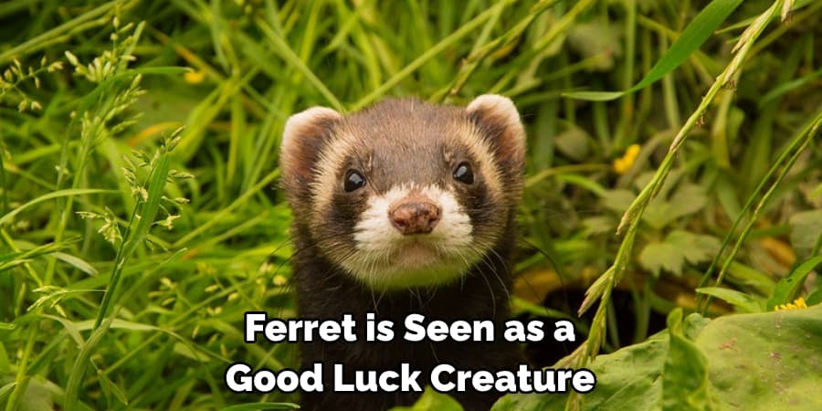 Ferret is Seen as a Good Luck Creature