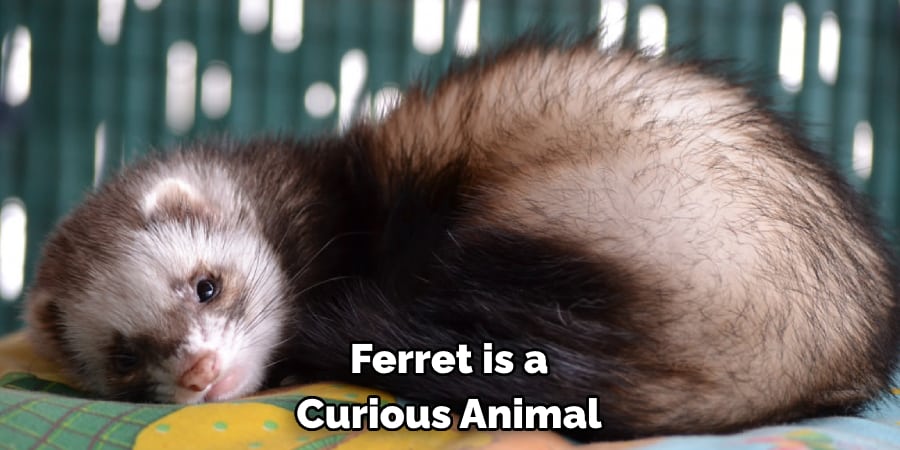 Ferret is a Curious Animal