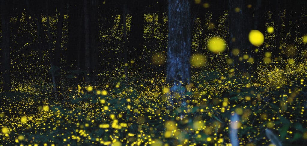 Fireflies Spiritual Meaning