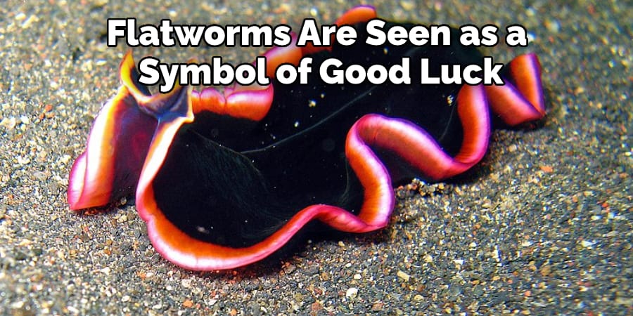 Flatworms Are Seen as a  Symbol of Good Luck 