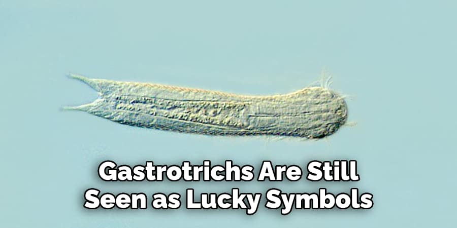 Gastrotrichs Are Still  Seen as Lucky Symbols 