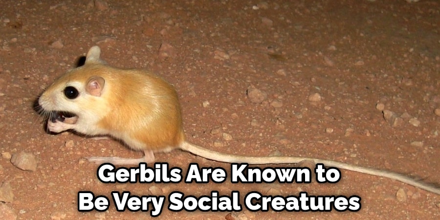 Gerbils Are Known to Be Very Social Creatures