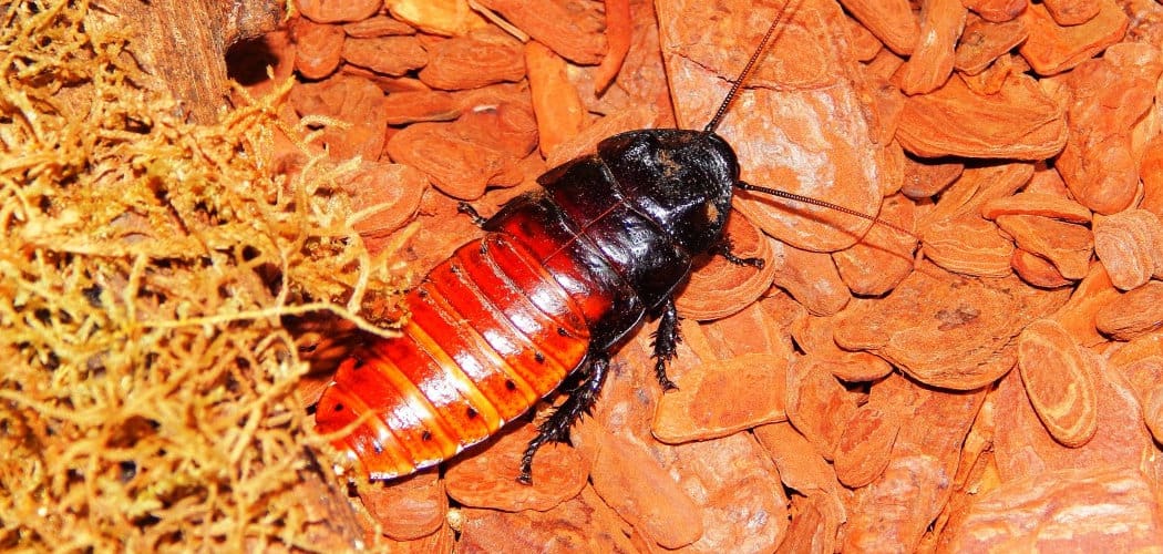 Giant Cockroach Spiritual Meaning