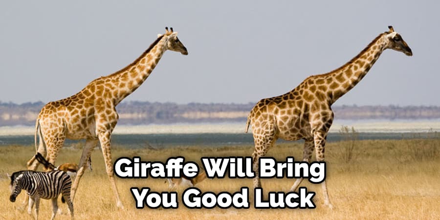 Giraffe Will Bring  You Good Luck