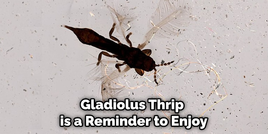 Gladiolus Thrip is a Reminder to Enjoy
