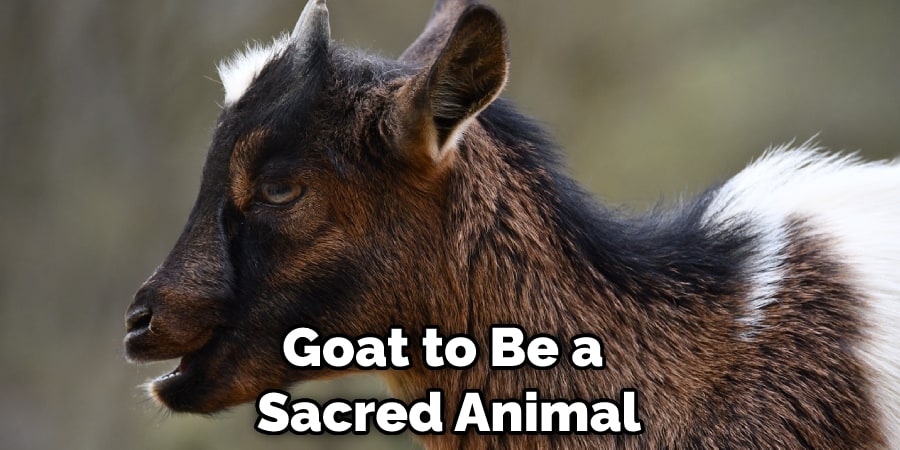 Goat to Be a  Sacred Animal