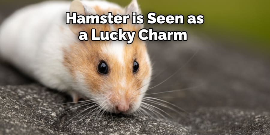 Hamster is Seen as a Lucky Charm 