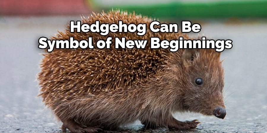 Hedgehog Can Be  Symbol of New Beginnings