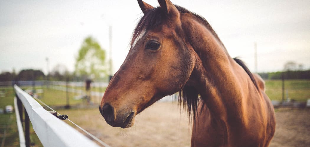 Horse Spiritual Meaning, Symbolism, and Totem | Explained