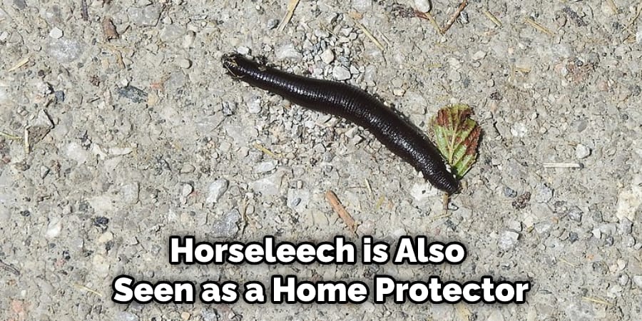 Horseleech is Also Seen as a Home Protector