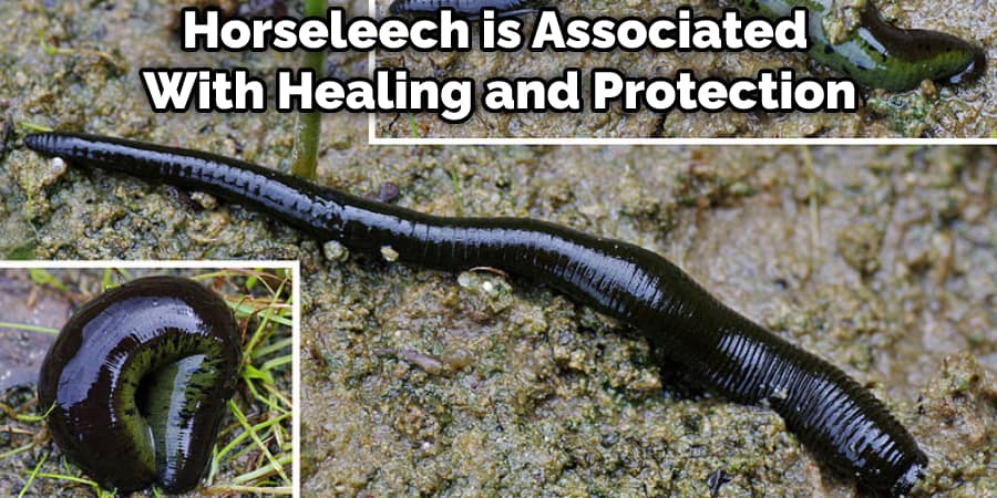 Horseleech is Associated With Healing and Protection