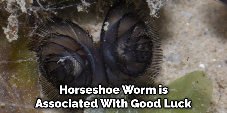 Horseshoe Worm is Associated With Good Luck 