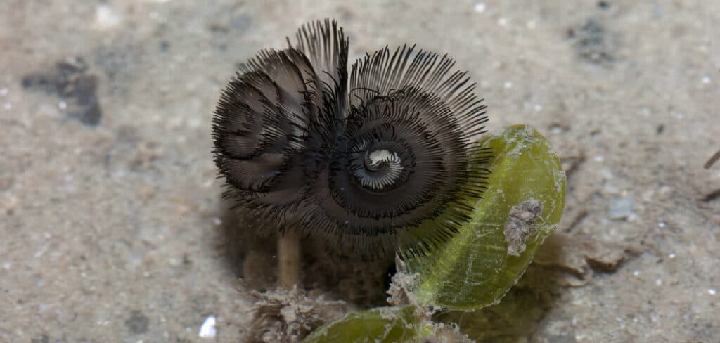 Horseshoe Worms Meaning, Symbolism, and Totem