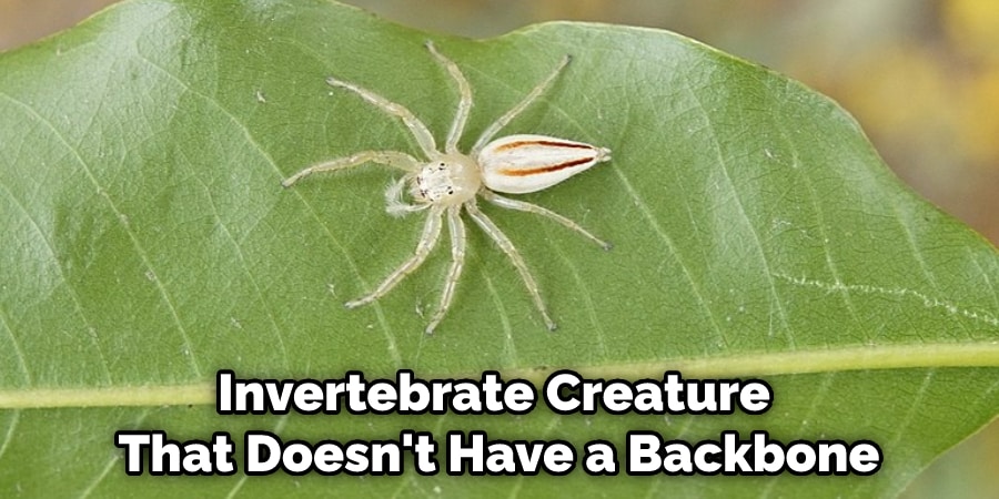 Invertebrate Creature That Doesn't Have a Backbone