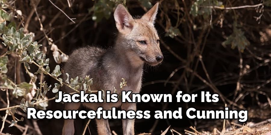  Jackal is Known for Its  Resourcefulness and Cunning