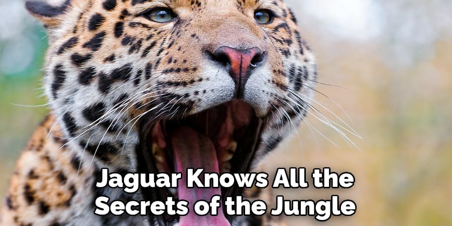 Jaguar Knows All the Secrets of the Jungle