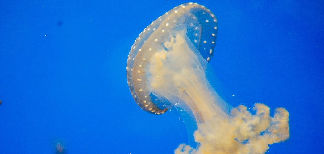 Jellyfish Spiritual Meaning, Symbolism, and Totem