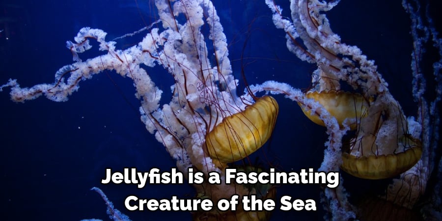Jellyfish is a Fascinating Creature of the Sea