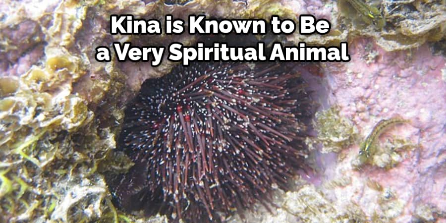 Kina is Known to Be a Very Spiritual Animal