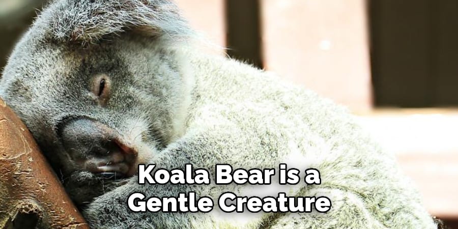 Koala Bear is a  Gentle Creature