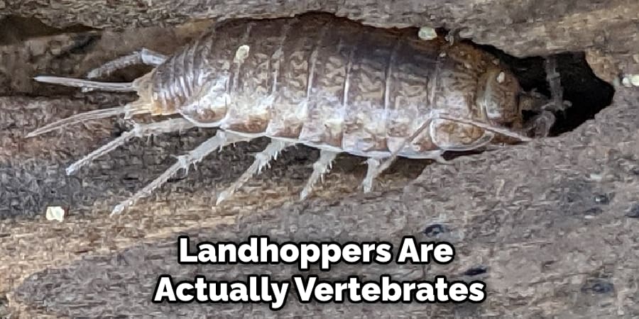 Landhoppers Are Actually Vertebrates