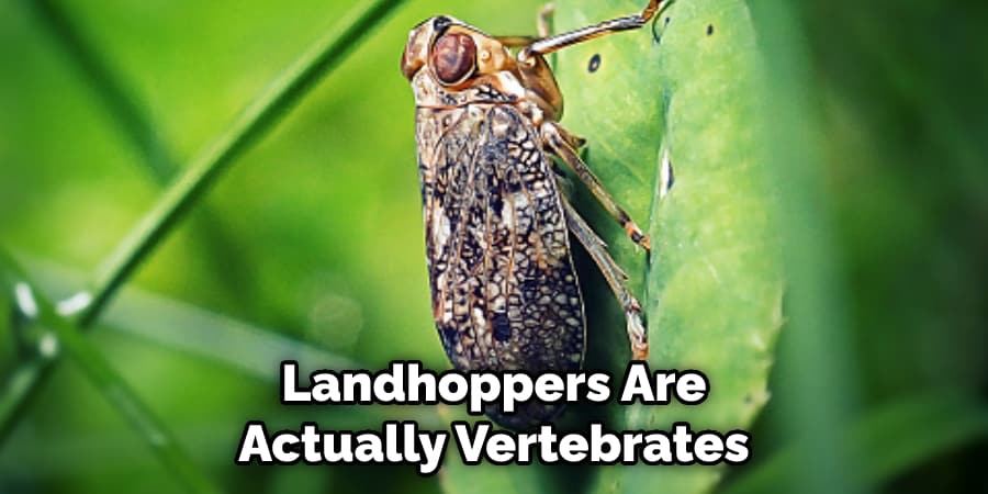  Landhoppers Are Actually Vertebrates