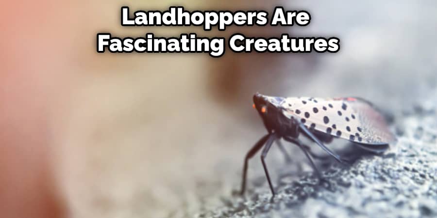 Landhoppers Are Fascinating Creatures