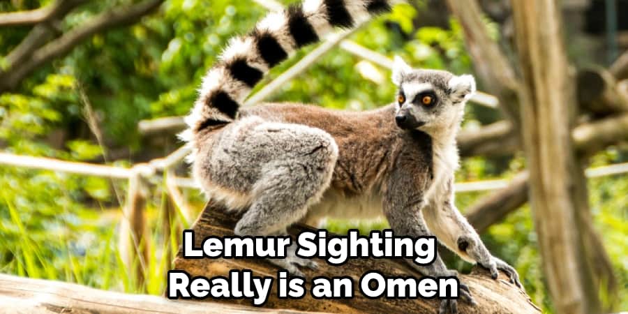 Lemur Sighting Really is an Omen