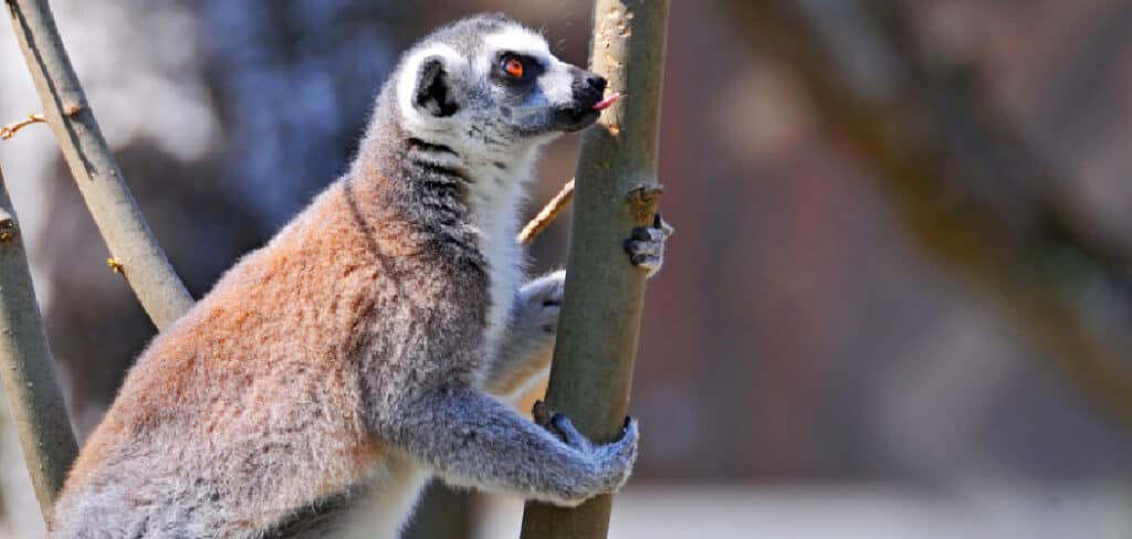 Lemur Spiritual Meaning