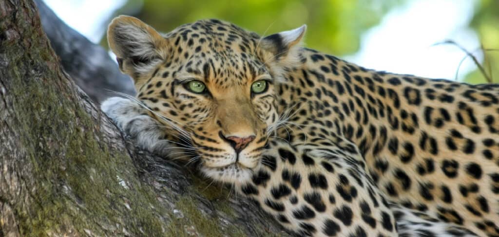 Leopard Dream Meaning