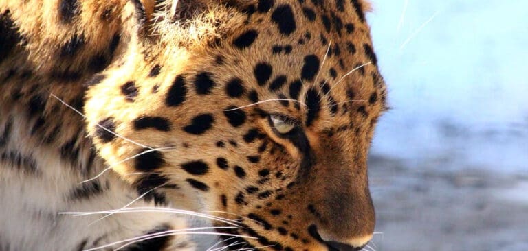 leopard-spiritual-meaning-symbolism-and-totem-explained