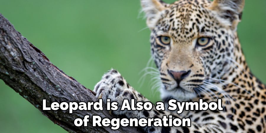Leopard is Also a Symbol of Regeneration