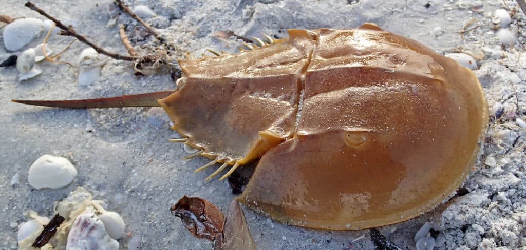Limulus Spiritual Meaning