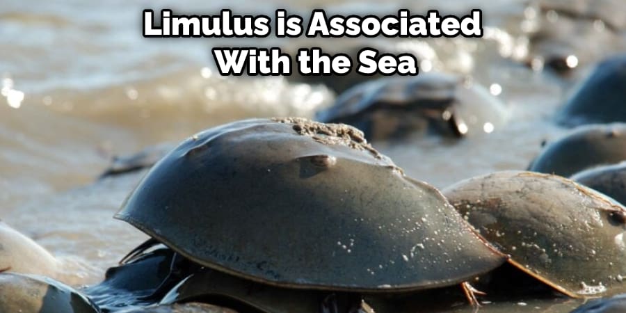 Limulus is Associated With the Sea