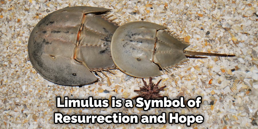 Limulus is a Symbol of Resurrection and Hope 