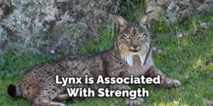 Lynx Spiritual Meaning, Symbolism, and Totem | Explained (2025)