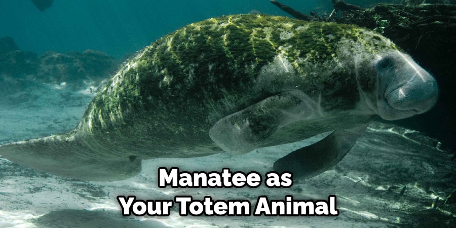Manatee as Your Totem Animal