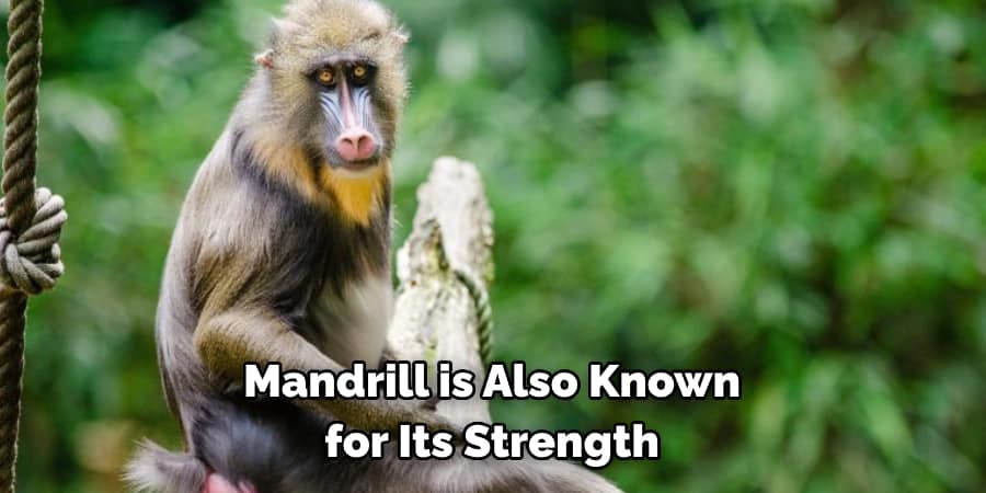 Mandrill is Also Known for Its Strength