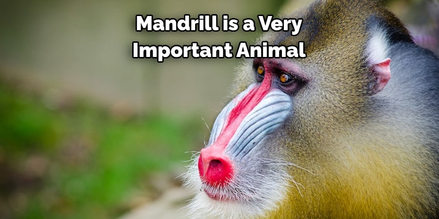 Mandrill is a Very Important Animal