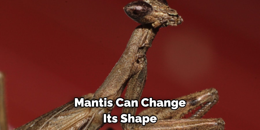 Mantis Can Change Its Shape