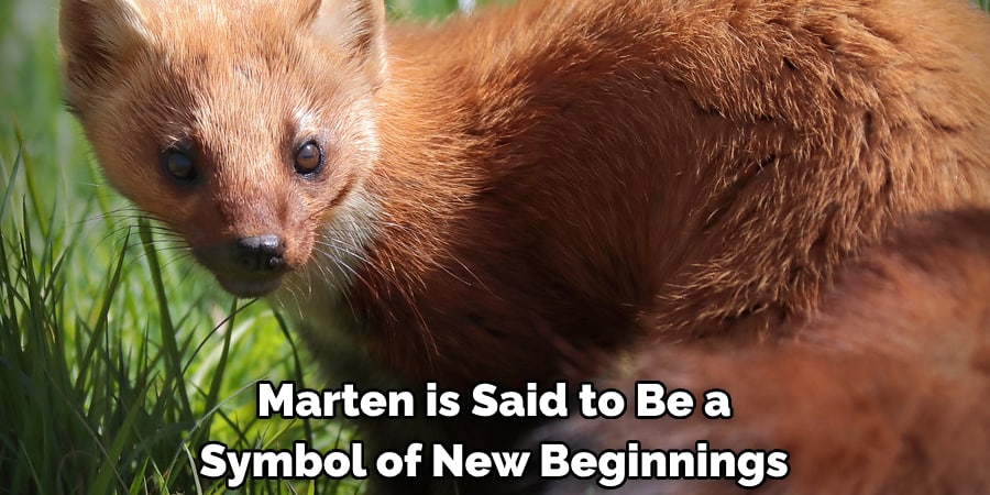 Marten is Said to Be a Symbol of New Beginnings